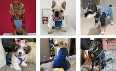 ⏰LAST DAY 49% OFF - Dog Denim Overalls🐱🐶(For cats and dogs)